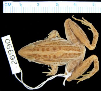 Media type: image; Herpetology A-26990